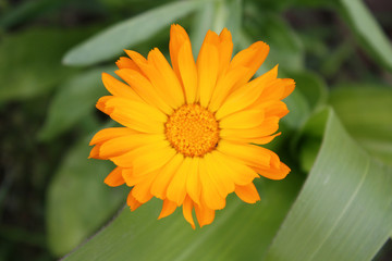 Calendula officinalis blooming in the garden.