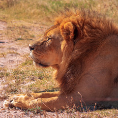 Lion from South Africa as one of the big 5 animals