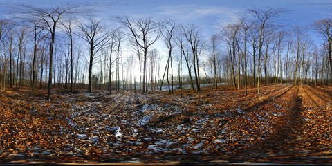 Snow in The Forest HDRI Panorama