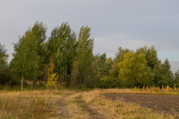 Obraz premium Meadow in the early autumn. Dry plants around. Green trees far away. Morning