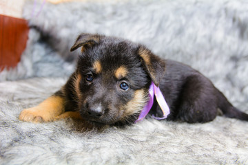 Funny portrait of a cute puppy on the couch. New beloved family member. Little dog barks at home and waits