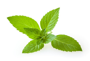 Fresh mint leaves isolated on white background