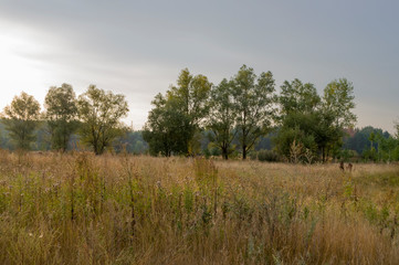 Meadow in the early autumn. Dry plants around. Green trees far away. Morning