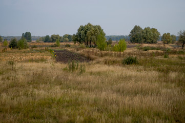 Meadow in the early autumn. Dry plants around. Green trees far away. Morning