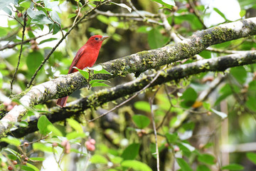 Beautiful Summer Tanager perched on a branch in rainforest