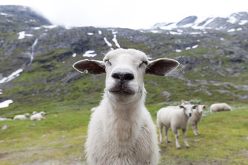 close-up of a very nice sheep, in a green meadow, Norway in summer