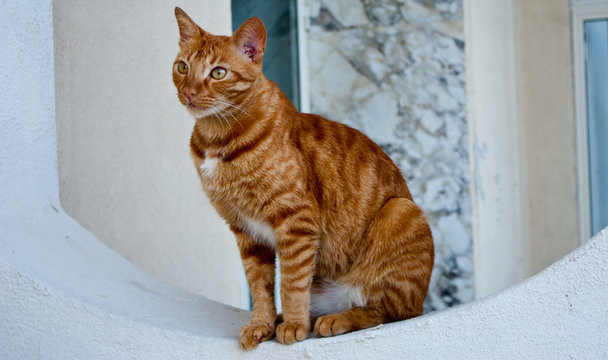 A closeup of a red and white striped street cat that is sitting on a window.