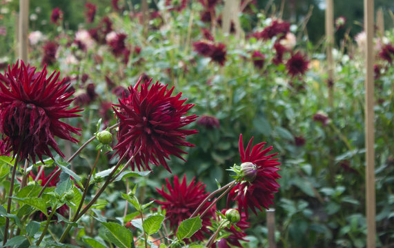 Flowering burgundy dahlias in the foreground and in the background.