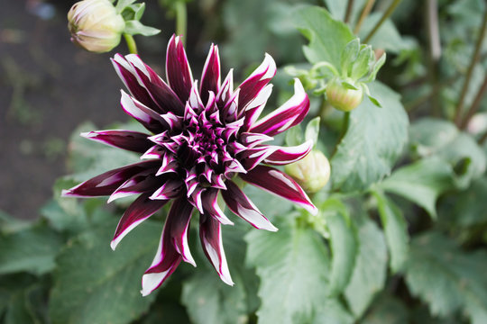 Contrast bright dahlia closeup with buds and green leaves on the background