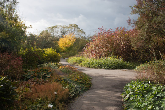 Autumn landscape in the park with colored plants. Crossroads of paved roads.