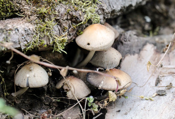 Nahaufnahme von Pilzen im Wald