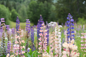 colorful flowers called lupins, mountain wildflowers by the lake of a lake