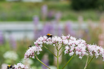 bee perched on a flower collecting pollen