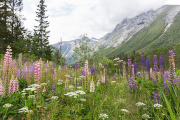 colorful flowers called lupins, mountain wildflowers by the lake of a lake