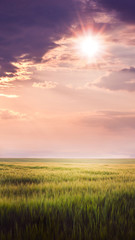 Rural landscape: wheat field with beautiful sky during sunset, Vertical format_