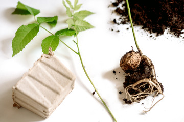 Frame with garden tools and pepper seedlings.Walnut, roots and stalk on a white background. soil and paper cups for planting.Spring summer season.