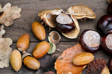 Herbstzeit ist Kastanienzeit, mit Kastanien und Eicheln können Kinder basteln