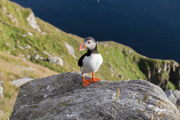 Puffin perched on the rocks on a cliff in southern Norway, is a bird with a black and white plumage, with a funny beak in orange tones and slanted eyes, in the background the deep blue sea