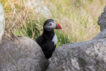 Puffin perched on the rocks on a cliff in southern Norway, is a bird with a black and white plumage, with a funny beak in orange tones and slanted eyes, in the background the deep blue sea
