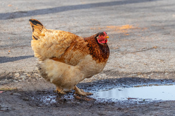 A brown chicken drinks water from a puddle_