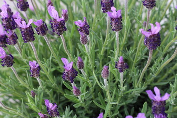 Obraz premium Lavendel