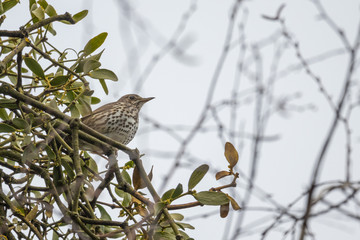 Song Thrush (Turdus philomelos) sitting on a branch
