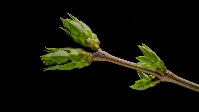 Time-lapse of tree branches with opening leaves buds. Growing grapevine branch on black background. 4K UHD