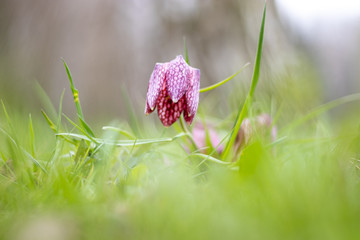 Snake's Head Fritillary (Fritillaria meleagris)