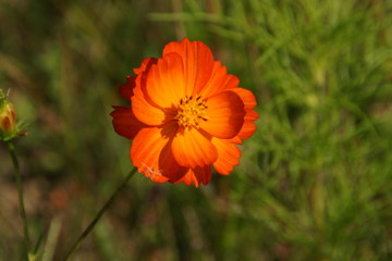 Fototapeta premium FLEURS ET PLANTES