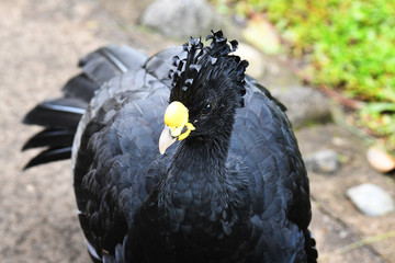 Close-up of Great Curassow male