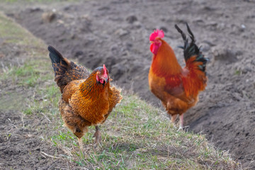 Rooster and chicken in the farm garden_