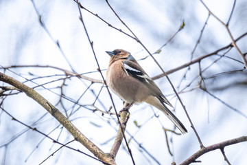 Common Chaffinch (Fringilla Coelebs) sitting on a branch