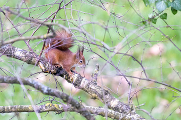 Eurasian Red Squirrel (Sciurus vulgaris)