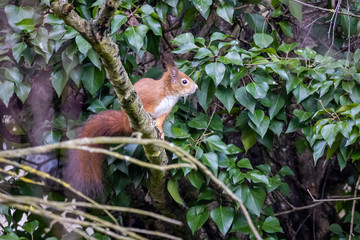 Eurasian Red Squirrel (Sciurus vulgaris)