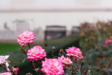 Pink rose blooming in a garden. Summer flower. Outdoor landscape. Close up shot of rose near river with bench in the distance. Nobody. Outdoor scenery. Evening time. Green garden with overcast sky.