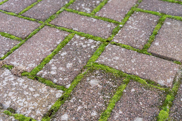 Pattern from paving stones with moss and lichen