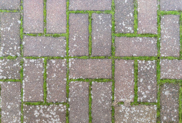 Pattern from paving stones with moss and lichen 