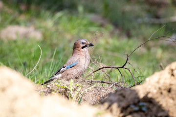 Eurasian Jay (Garrulus Glandarius) in a park