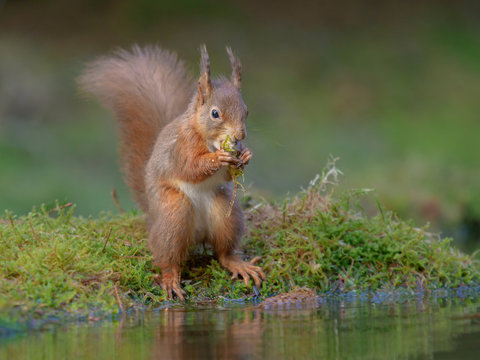 A Red Squirrel By Water