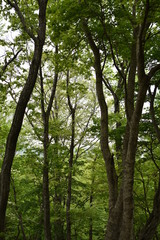 Fototapeta premium 木々01