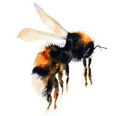Bumblebee/bee watercolor drawing. Isolated objects. Insects - 332224335