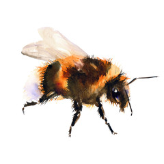 Bumblebee/bee watercolor drawing. Isolated objects. Insects - 332224336