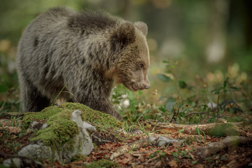 Naklejka na ściany i meble Adorable bear cub