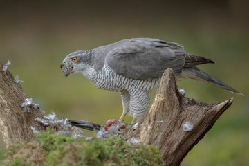 Forest goshawk struggling to eat