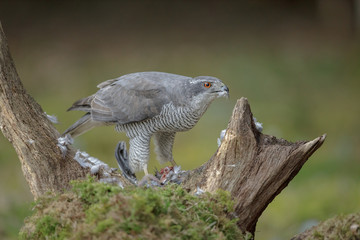 Forest goshawk