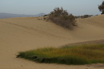 dunes de sable de Maspalomas