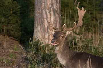 fallow deer in forest