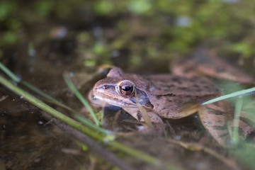 frog