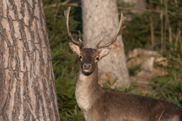 fallow deer