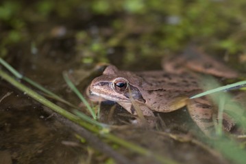 frog